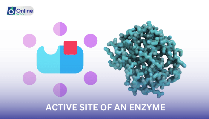 Lesson 02: Role and Component Parts of the Active Site of an Enzyme